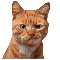 an orange cat looking at the camera on a white background with copy - up space