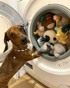 a brown dog standing next to a dryer filled with stuffed animals