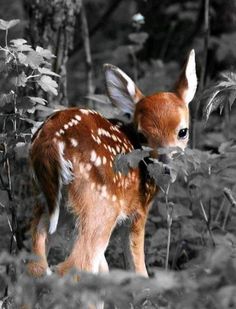 a baby deer is standing in the woods