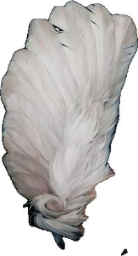 a white feather is flying in the air