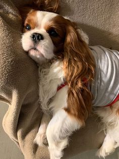 a small brown and white dog laying on top of a couch