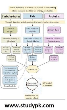 a diagram showing the steps in how to use carbohydrates and fats