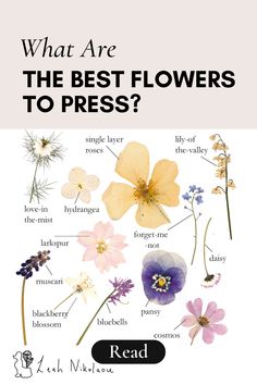 chart of pressed flowers with names Best Flowers To Dry, Pressed Roses, Flower Press Kit, List Of Flowers