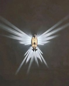 a bird with white wings is flying through the air and has light beams coming from its back