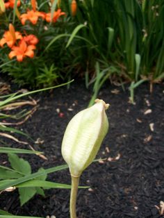 a close up of a flower on a plant in the ground with flowers behind it