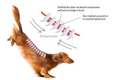 an image of a dog's neck and legs with the bones labeled in red