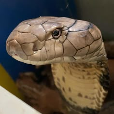 a close up of a snake in a cage