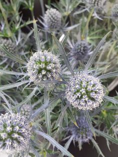 some very pretty purple flowers with green stems in the middle and white petals on them