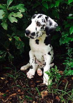 a dalmatian puppy sitting in the grass with its paw on his chin and looking off into the distance