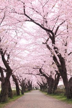 the road is lined with pink flowers and trees in full bloom on either side of it