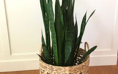 a plant in a woven basket on the floor