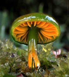 an orange and green mushroom sitting on the ground