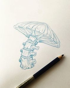 a pencil drawing of a mushroom on paper