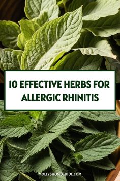 Natural Hayfever Remedies, Herbs For Allergy Relief, Rhinitis Remedies, Natural Allergy Relief Remedies, Herbs For Allergies, Hayfever Remedies, Golden Seal, Natural Antihistamine, Natural Allergy Relief