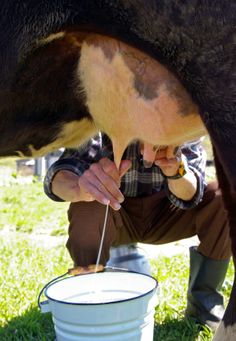 *RAW MILK Homesteading Skills, Farms Living, Down On The Farm, Rural Life