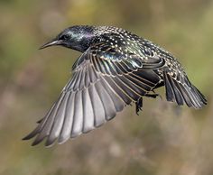 a small bird flying through the air with its wings spread