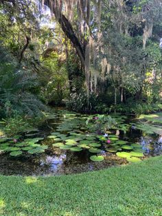 a pond with lily pads in the middle of it surrounded by lush green trees and moss