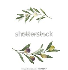 an olive branch with leaves and berries on it, in the middle of a greeting card