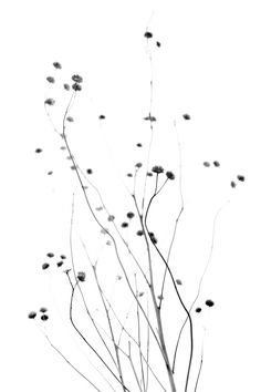 black and white photograph of dried flowers in vase