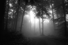 the sun shines through the foggy trees in this black and white photo,