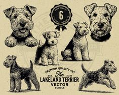 the lakeland terrier puppies have been drawn in vintage style and are ready to be sold