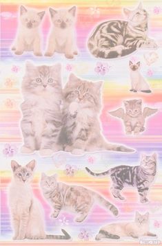 a group of cats sitting next to each other on top of a colorful wallpaper