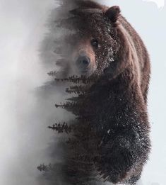 a large brown bear standing in the snow next to some pine trees on a foggy day