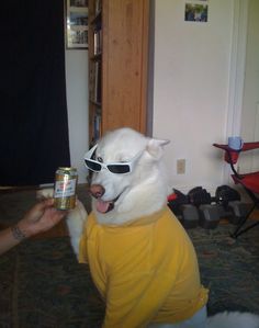 a dog wearing sunglasses and holding a can