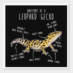 The perfect gift for lizard lovers! This cute pet design features a leopard gecko with humorous anatomy labels. This design makes a great gift for reptile lovers, gecko moms and dads, friends, and family. -- Choose from our vast selection of art prints and posters to match with your desired size to make the perfect print or poster. Pick your favorite: Movies, TV Shows, Art, and so much more! Available in mini, small, medium, large, and extra-large depending on the design. For men, women, and ch… Leopard Gecko Wallpaper, Leopard Gecko Drawing, Leopard Gecko Art, Leopard Gecko Diy, Cute Leopard Gecko, Lineart Inspiration, Leopard Gecko Cute, Leopard Gecko Care, Gecko Terrarium