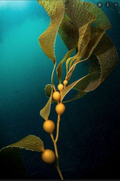 some yellow berries are hanging from a branch with green leaves and blue water in the background