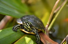 a small turtle sitting on top of a leaf