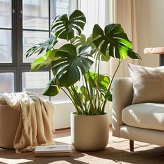 a living room with a couch, chair and potted plant on the floor in front of a window