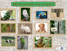 an image of animals that are in the forest and on the ground with words which animals live in trees?