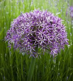 a purple flower in the middle of some green grass