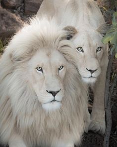 two white lions standing next to each other