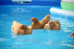 three chickens are swimming in the pool together