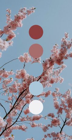 some pink flowers are in front of a blue sky with three circles hanging from the branches