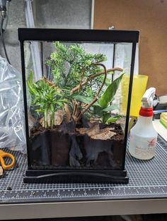 a glass container with plants in it sitting on a table next to scissors and other items