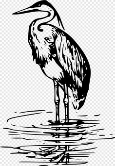 a black and white drawing of a bird standing in water