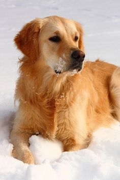 a golden retriever dog laying in the snow