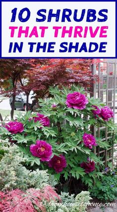 purple flowers in the middle of a garden with text overlay that reads 10 shrubs that thrve in the shade