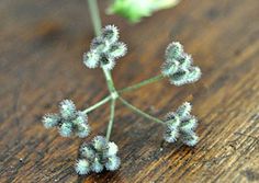 small white flowers on a wooden surface