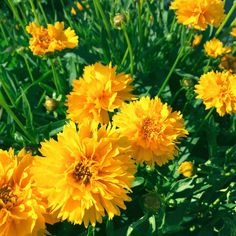 some yellow flowers are growing in the grass