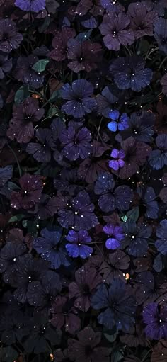 purple flowers with water droplets on them are in the dark night, and there is no image here to provide a caption for