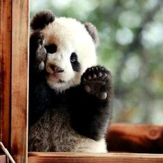 a small panda bear sitting on top of a window sill with its paws up