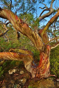 a very colorful tree that is in the woods