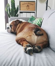 a large brown dog laying on top of a bed