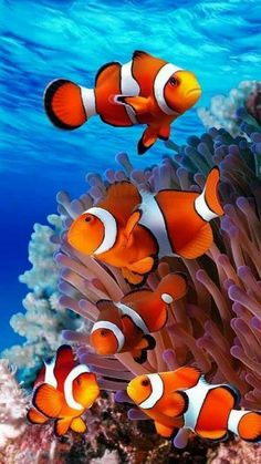 two clown fish are swimming in the ocean