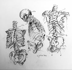 Pencil sketch in a sketchbook to practice anatomy : three drawing of human squeleton, rib cage pelvis bone and skull Collar Bone Anatomy Drawing, Ribs Anatomy, Ribcage Drawing, Pelvis Bone, Rib Cage Anatomy, Anatomy Drawing Study, Practice Anatomy, Anatomy Bones