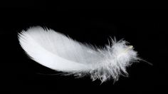 a white feather on a black background - stock photo - images in high resection